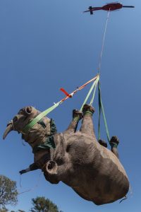 rhino relocation conservationist