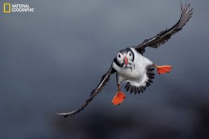 Atlantic puffin Scotland’s Treshnish Isles