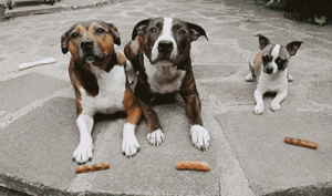 bloggers greedy hot dogs