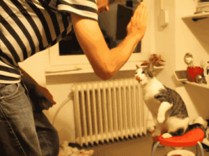 cat high five