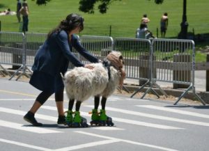 pig sheep roller blades