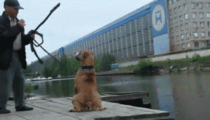 dog fetch selfie funny