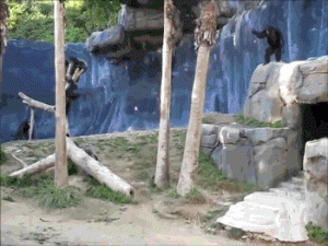 monkeys star wars sword pumping