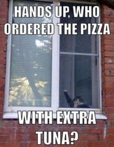 cat pizza tuna funny