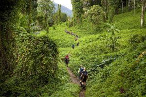 Kokoda track. Papua New Guinea