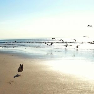 dog happy sea weekend