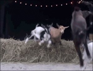Goats goat radical cute