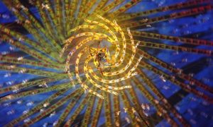 Purple and gold Photograph: Feature China/Barcroft Media