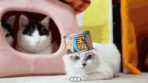 cat hell no refuse funny