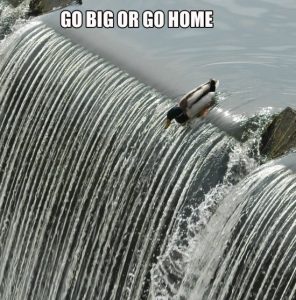 duck go big or go home