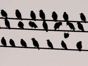 tbb bird birds cool