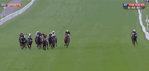 racetrack horses runner race