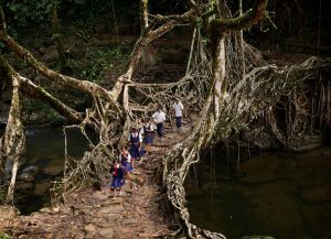 In a scene played out every weekday morning, students of the RCLP School in Nongsohphan Village, Meghalaya, India, cross a bridge grown from the roots of a rubber tree. © Amos Chapple