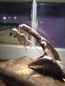 tbb lizzard mascot happy awesome