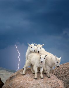 Mount Evans Colorado Goats