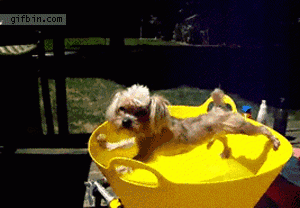 dog bath avoid funny cute woof