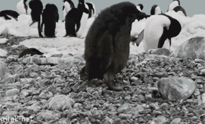 penguin fallng idiot trip