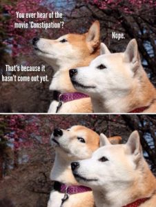 dogs constipation funny tbb