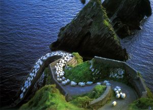sheep wallpaer flock mountain stairs tbb