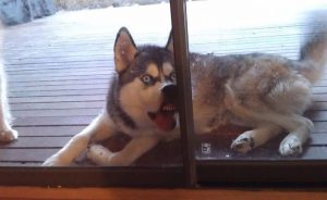 dog face funny