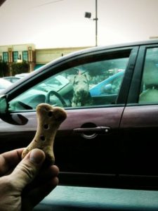 dog food car tempting doggie cookie