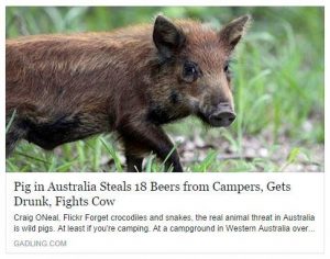 pig druk fights cow beers news