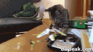 cat nosy table accident trip jump tbb funny