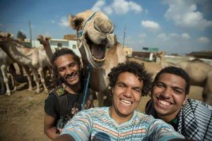 camel laughing funny face tbb