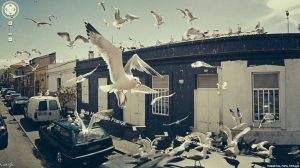 Porto Portugal eagles photo nature google street view