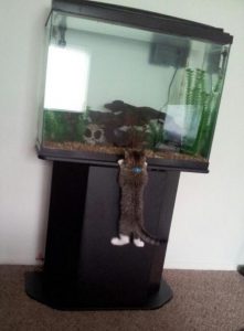 cat fish water tank cool tbb