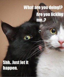 cats licking each other funny tongue pussy kitty tbb