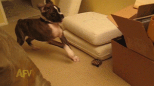dog puppy jumping beserk crazy paranoid