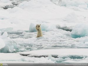 Arctic Hi-Five (Svalbard, Nature Category)