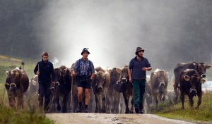 Bavarian farmers escort their herd during the traditional "Almabtrieb" in Bad Hindelang, about 180km (110 miles) south of Munich, on September 11, 2014 Reuters/Michael Dalder