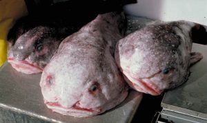 Blog sculpin ocean