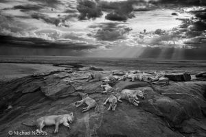 The last great picture – Michael ‘Nick’ Nichols (USA) Overall Winner – Wildlife Photographer of the Year