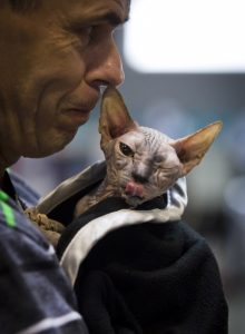 world cat show prague pictures tbb ugly
